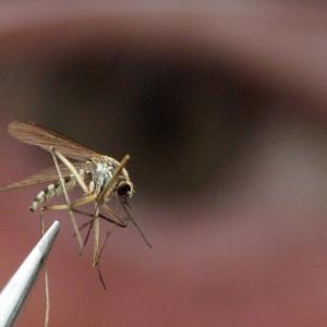Invasive mosquitoes and brain-swelling virus detected in B.C.'s Sea-to-Sky region
