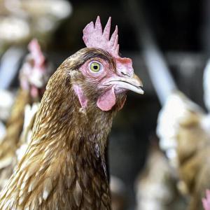 Italy tracks first European human H9N2 avian flu case