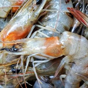 “It’s only a matter of time before people die”: Trump cuts hit food inspections