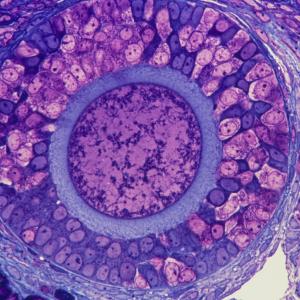 It's Time to Give the Ovary Some More Respect