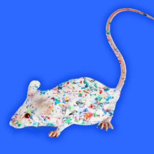 Lab Mice Exposed to Microplastics Show Signs of Dementia