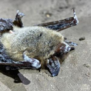 Lethal bat disease detected in Alberta's Rocky Mountains for first time