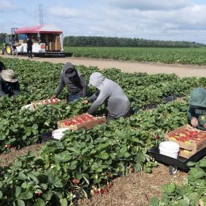 Migrant farm workers will soon get less information about pesticides. Their union says Health Canada has failed them