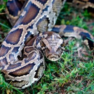 Molecule in python blood could pave way for new obesity drugs, scientists say