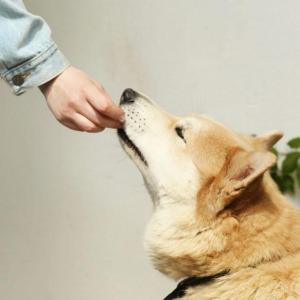 More salmonella infections linked to dog treats in Canada are likely