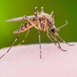 Mosquito hunters preparing to scrutinize B.C. bugs for viruses