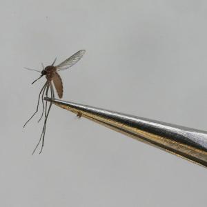 No need to panic, but West Nile threat very real, Manitoba health expert says - Winnipeg