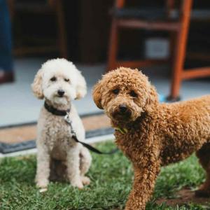 One man, his dog, and ChatGPT: Australia's AI vaccine saga