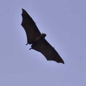 One person dead from Nipah virus in Bangladesh, WHO says