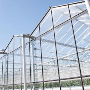 Ontario greenhouse growers say their produce is safe amid cyclospora outbreak