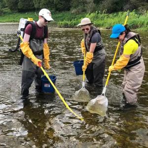 Opioids and other drugs found in fish downstream of wastewater plants, University of Waterloo study finds