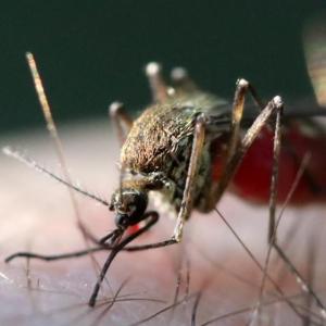 Oropouche virus activity in the Americas mimics last year as UK notes its first case