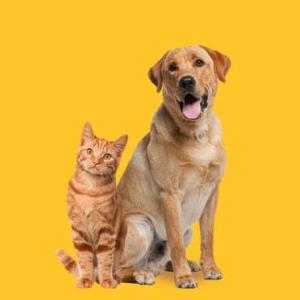Owning dog or cat could preserve some brain functions as we age, study says