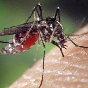 Peel, York regions confirm first human cases of West Nile virus this year