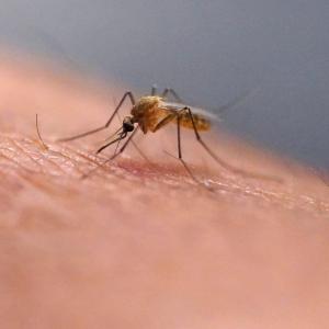 PHAC says travel advisory for China over chikungunya virus is not new