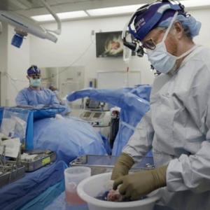 Pig organ transplants could one day be superior to human ones, says expert