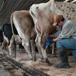 Push for raw milk intensifies across the US, despite illness outbreaks and scientists' warnings