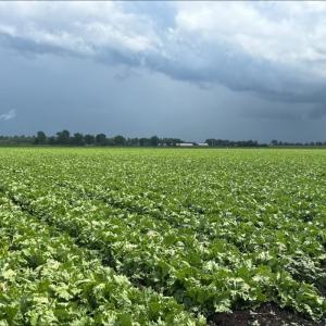 Quebec lettuce growers operating at a loss amid U.S. cyclosporiasis outbreak
