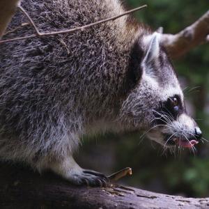 Raccoon rabies outbreak still growing, Quebec public health officials say