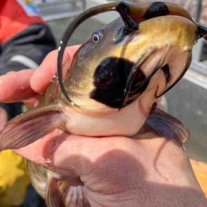 'Rare' contagious cancer found in fish from Quebec and U.S. lakes
