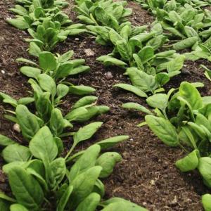 Live longer and eat greener: Study links lung health to leafy greens