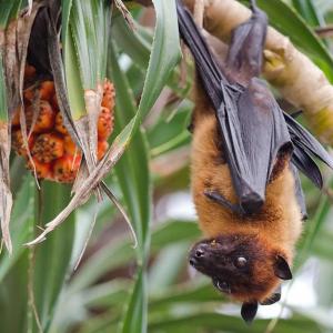 Study highlights long-term neurologic impacts of Nipah infection