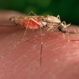 Swiss medicines authority issues first approval for antimalarial drug for treatment of infants