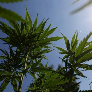 Teen cannabis use linked to psychosis and bipolar disorders in large study