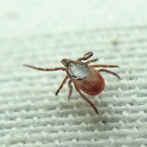 There's a tick population boom happening in Eastern Ontario