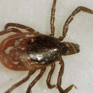 Canadians now have another tick-borne disease to worry about, researchers say