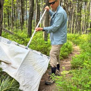 Ticks are migrating, but scant surveillance may leave doctors in the dark when it comes to treating patients