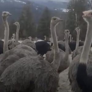 Tribunal upholds $10,000 fine against B.C. ostrich farm at centre of avian flu outbreak