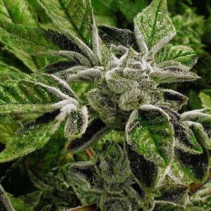 Trump reclassifies state-licensed medical marijuana as a less-dangerous drug in a historic shift