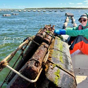 UPEI researchers receive funding to study impact of environmental change on PEI Eastern oysters