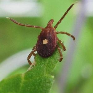 US announces plan to reduce, better treat Lyme disease, alpha-gal syndrome