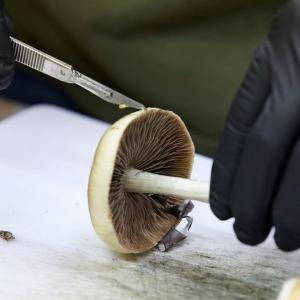 U.S. FDA plans ultra-fast review of three psychedelic drugs following Trump directive