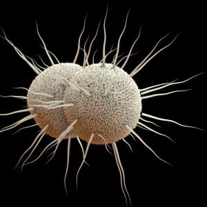 Use of 'doxy PEP' to reduce STIs appears to fuel some antibiotic resistance