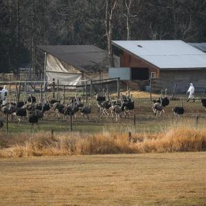 'Valid' questions for CFIA but few simple answers in wake of B.C. ostrich cull