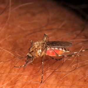Virus detected in invasive mosquitoes found in B.C.'s Sea-to-Sky region
