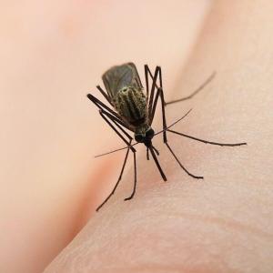 West Nile virus detected in Calgary mosquitoes earlier than usual this year