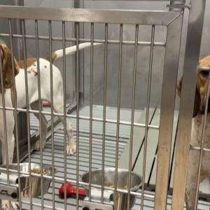 Whistleblower, experts challenge researcher's claims about dog research in Ontario hospital