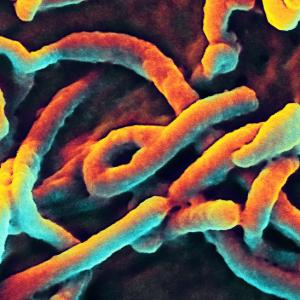 WHO shares more DR Congo Ebola outbreak details as more suspected cases reported
