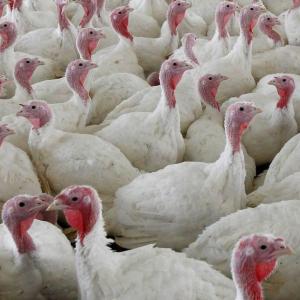 Why Canada's food inspection agency won't do interviews as avian flu outbreak in Ontario grows