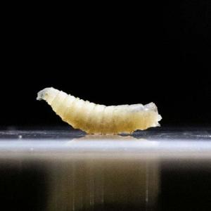 You might have heard about the flesh-eating screwworm. Here's why you shouldn't freak out