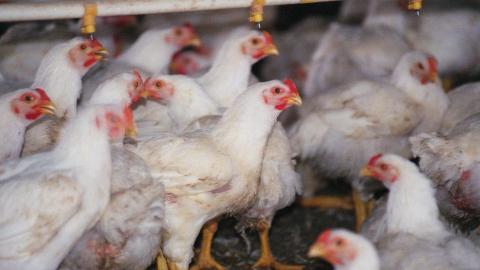 RFK Jr. says vaccinating poultry for bird flu could 'accelerate the jump to human beings'