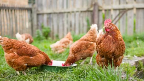 Your Neighbor Has Backyard Chickens. Should You Be Worried?