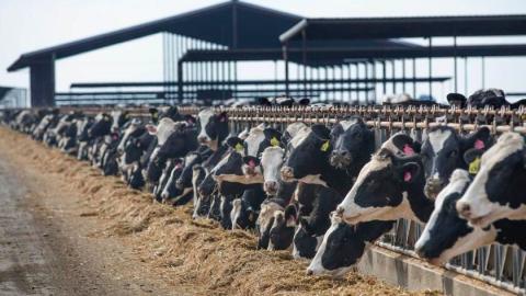 San Bernardino cows may have new H5N1 bird flu mutation