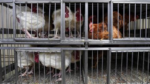 With bird flu, the US' factory-farmed chickens have come home to roost