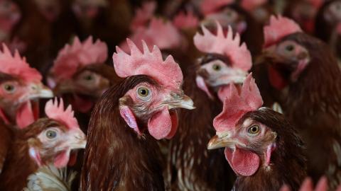 Kennedy’s Alarming Prescription for Bird Flu on Poultry Farms