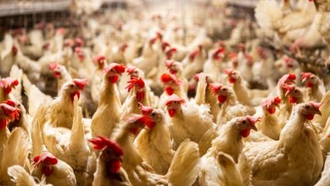 Bird flu’s current spread is ‘unprecedented,’ UN agency warns